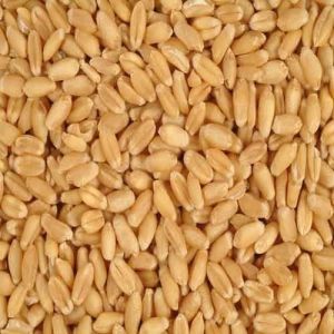 natural wheat seeds