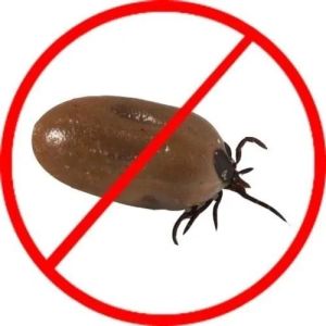 Ticks Pest Control Service