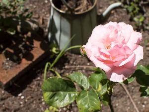 Rose Potting Soil Mix