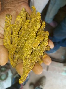 organic turmeric fingure