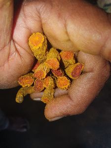 TURMERIC FINGURE