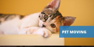 pet moving services