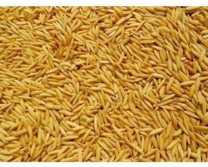 paddy grain