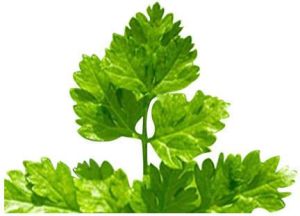 Coriander oleoresin