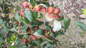 miss india apple ber plants