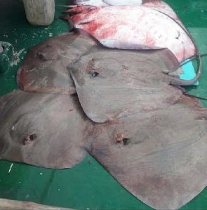 Stingray Fish