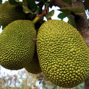 Frish Green jackfruit