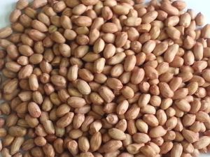 Indian Peanuts