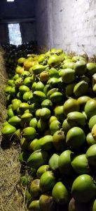 FRESH GREEN COCONUTS.