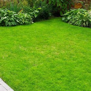 Natural Grass Carpet