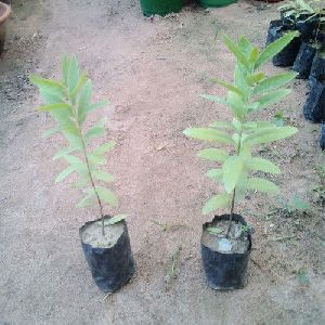 White Sandalwood Plant