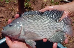 Live Gift Tilapia Fish