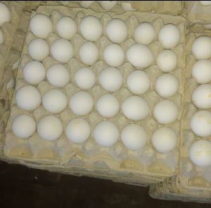 Fresh Eggs