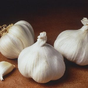 Fresh Garlic