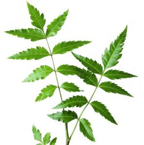 Neem Leaves