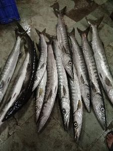 Fresh Barracuda Fish