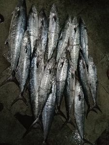 Fresh Seer Fish