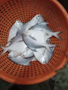 Fresh White Pomfret Fish