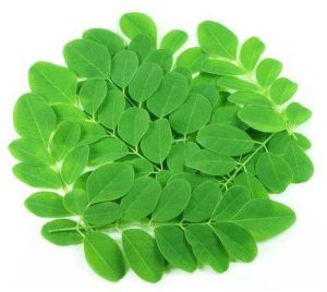 Fresh Moringa Leaves