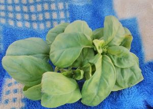 Fresh Basil Leaves