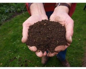 Desi Cow Vermicompost