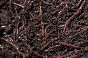 earthworm vermicompost