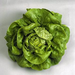 Butterhead Green Lettuce Leaves