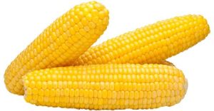 Fresh Yellow Corn