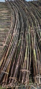 bamboo cane