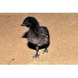 Kadaknath Newborn Chicks