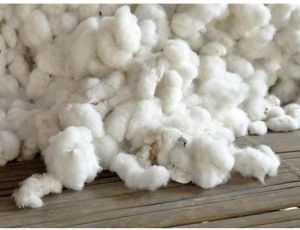 Raw Cotton