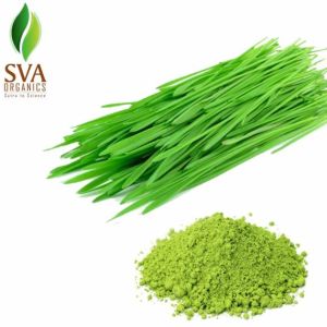 Wheat Grass Powder