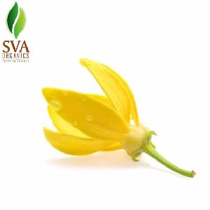 Ylang Ylang Fragrance