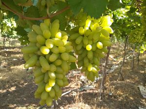 Fresh Green Grapes