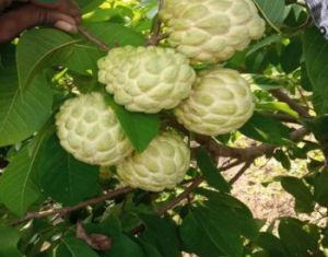 Custard Apple Plant