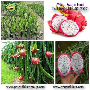 Dragon Fruit Plants