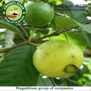 Guava Plant