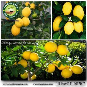 Lemon Plant