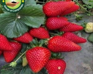 Strawberry Plants