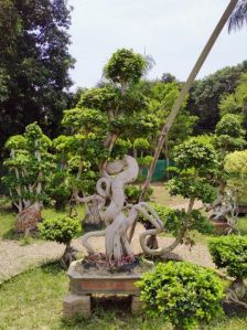 Well Drained Bonsai Plant