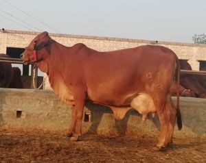 desi cow