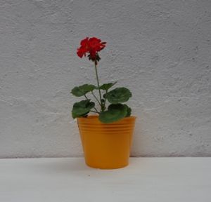 TABLE TOP BUCKET PLANTER SET