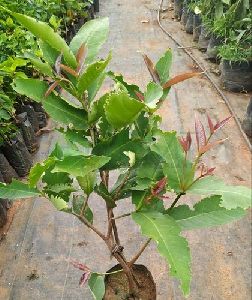 jambu plant