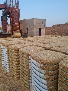 Dry Wheat Straw Bale