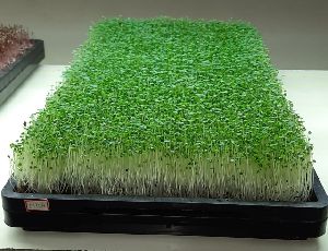 Microgreen trays