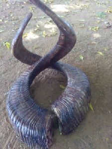 sheep horn