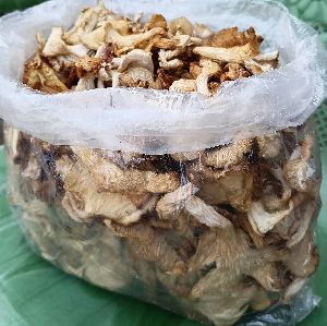 Oyster Mushroom