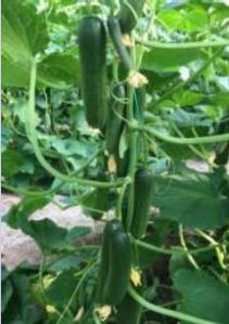 Hybrid Cucumber Seeds