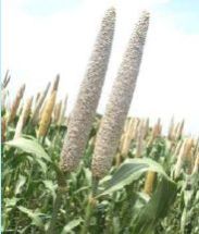 Hybrid Pearl Millet Seeds