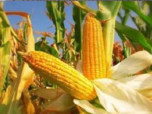 MZ-S1166 Hybrid Maize Seeds